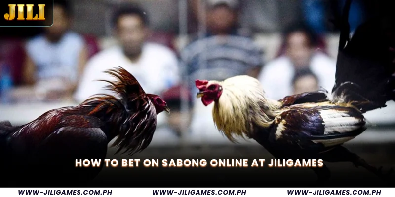 How to Bet on Sabong Online at Jiligames