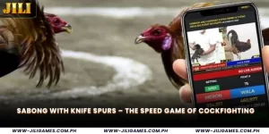 Sabong with Knife Spurs